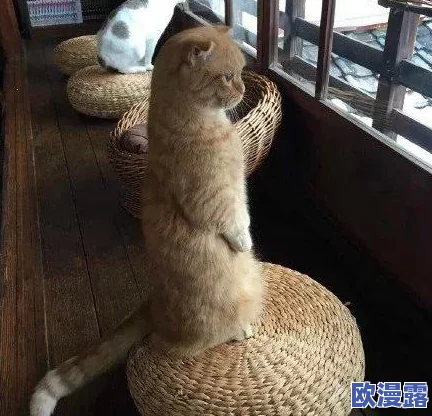 深度揭秘：朕的江山剧情任务系统全面玩法内容与特色解析