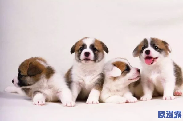 小奶狗精力太旺盛我一天六罐红牛，探讨宠物饮食与活力的关系以及如何有效管理宠物的活跃程度