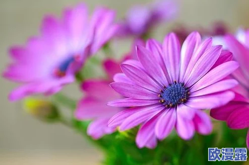 校园pop1∨1h温软冷意:在青春的旋律中感受心灵的共鸣与成长的力量 校园pop1∨1h温软冷意:在青春的旋律中感受心灵的共鸣与成长的力量