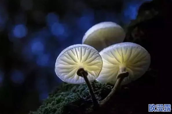 蘑菇头顶开花缝，奇特现象引发科学家关注与研究，揭示自然界的神秘之美与生态平衡的重要性