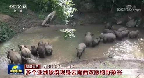 51黑料爆料：揭示背后不为人知的真相与潜在影响，值得每个人深思与关注