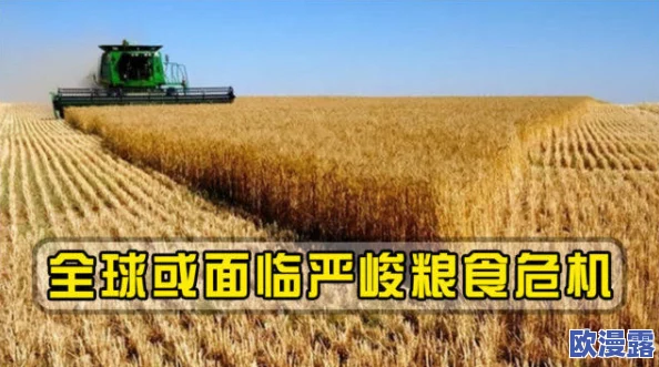 饥饿的阿：在全球粮食危机加剧的背景下，如何应对日益严重的饥饿问题与挑战？
