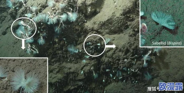 深海迷航穿墙:科学家发现新技术,助力深海探测与建筑物穿透的革命性进展 深海迷航穿墙:科学家发现新技术,助力深海探测与建筑物穿透的革命性进展