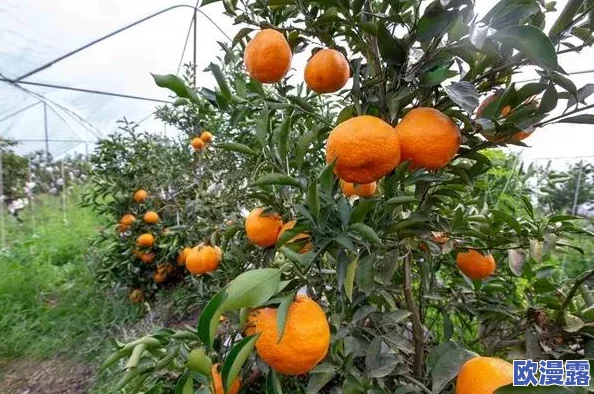 明日之后游戏中喂养宠物的多重作用与详细解析指南