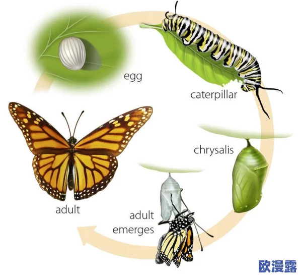 阴脣肥大的图示蝴蝶:新发现揭示其独特生态习性与生存策略的最新研究成果 阴脣肥大的图示蝴蝶:新发现揭示其独特生态习性与生存策略的最新研究成果
