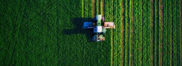 17C草：最新研究揭示其在生态恢复和农业可持续发展中的重要进展与应用潜力