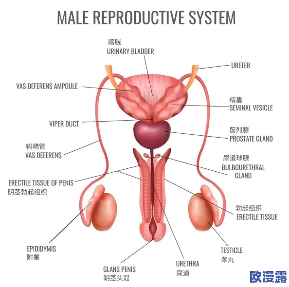 大鸡巴真棒：一项新研究揭示男性生殖器的惊人潜力与健康益处，引发广泛关注与讨论！