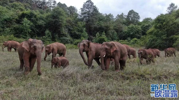 日本亚洲成高清一区二区三区：最新动态显示该平台持续更新内容，吸引了大量用户关注与参与